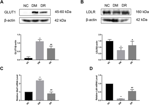 Figure 6 GLUT1 and LDLR protein and mRNA levels in the livers of all groups. (A) GLUT1 protein level in the liver was detected by Western blot. (B) LDLR protein level in the liver was detected by Western blot. (C) Glut1 mRNA level in the liver was detected by real-time PCR. (D) Ldlr mRNA level in the liver was detected by real-time PCR. Experiments were performed at least thrice with similar results. **P < 0.01 vs NC group; #P < 0.05, ##P < 0.01 vs DM group.