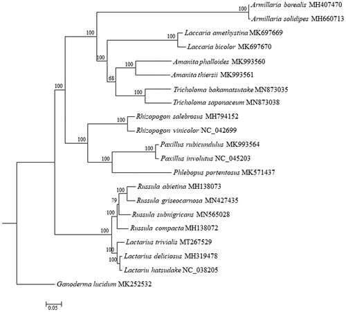 Figure 1. Phylogenetic analysis of Lactarius trivialis using maximum-likelihood of 15 protein-coding genes and two rRNA genes from 20 species from Russulaceae, Boletales, and Agaricales, and Ganoderma lucidum as outgroup. The bootstrap values were indicated close to the tree branches and each tip was followed by species name and accession number of GenBank.