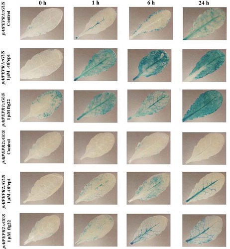 Figure 7. Patterns of GUS staining in leaves of Arabidopsis carrying pAtPEPR1::GUS and pAtPEPR2::GUS reporter constructs, treated with 1 μM AtPep1 and 1 μM flg22. 0 h: 0 time point; 1 h: one hour after treatment; 6 h: six hours after treatment; 24 h: 24 hours after treatment.