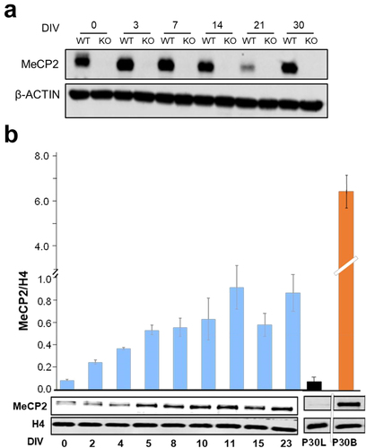 Figure 1. Changes in MeCP2 during ReNCell differentiation. Western blot analysis of MeCP2 at different DIVs normalized to ß-actin (a) and histone H4 (b). Graph shows mean ± standard error of three independent experiments. DIV: days in vitro, P30 L and P30 B: mouse liver and brain respectively at 30 days after birth.