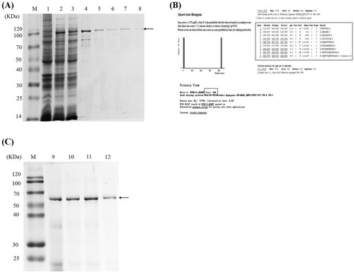 Figure 1. The purification and identification of (r)Ara h 1. (A) SDS-PAGE analysis of recombinant protein, M: protein maker, 1: protein expression without IPTG induction, 2: protein expression after IPTG induction, 3: protein expression in the supernatant of lysis buffer, 4: protein expression in the sediment after lysis process, 5: Ni-beads after binding with the supernatant of lysis buffer, 6–8: eluted protein by using Ni-affinity chromatography. (B) The identification of rAra h 1 by using MALDI-TOF analysis. Nine characteristic peptides are matched to the Ara h 1, and the match rate is calculated to be 426. (C) SDS-PAGE analysis of purified natural Ara h 1, M: protein maker, 9–10: eluted protein by using anion change chromatography, 11–12: eluted protein by using gel chromatography.