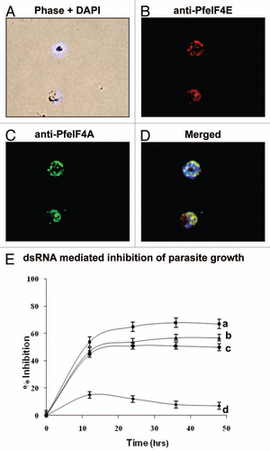 Figure 1 (A–D) Immunofluorescence assay of PfeIF4E (B) and PfeIF4A (C) respectively in fixed parasite cultures showing co-localization (D). (E) Effect of dsRNA on in vitro growth of the parasite. The relative growth of unsynchronized cultures at various time-points after treatment with dsRNA was measured and plotted. The results are represented as percent inhibition of the growth compared to control cultures. The bars indicate standard deviation. The curves are as follows: (a) cultures treated with PfeIF4A and PfeIF4E dsRNA; (b) cultures treated with PfeIF4A dsRNA; (c) cultures treated with PfeIF4E dsRNA; and (d) cultures treated with control GFP dsRNA.