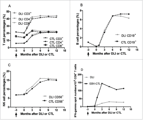 Figure 2. Lymphocyte percentages in circulation and EBV-specific cytotoxic lymphocyte activity of patients who received DLI and EBV-CTL infusion. No significant difference was observed between patients received DLI and EBV-CTL in lymphocytes (CD3+ T cells, p = 0.552; CD16+CD56+ NK cells, p = 0.549; CD19+ B cells, p = 0.704). (A), (B) and (C): The percentages of CD3+ T cells, and CD16+CD56+ NK cells before cellular immunotherapies were not different from those before rituximab-based treatment (p = 0.471 and p = 0.603, respectively), while the CD19+ B cells before the cell infusions were less than those before the rituximab-based treatments (p < 0 .001). The percentages of CD3+ T cells, CD16+CD56+ NK cells, CD19+ B cells were increased in the 1st month after cellular immunotherapies than those before cell infusions (p = 0.001, p = 0.01, p < 0 .001, respectively), higher in the 3rd month than those in the 1st month after DLI or EBV-CTL (p < 0 .001, p = 0.009, p < 0 .001, respectively), and reached their maximal in the 3rd, 6th, 6th month, respectively. The CD4+ T cell to CD8+ T cell ratio increased since the 3rd month (p < 0.001), no differences among the 6th, 9th and 12th month. (D) In the spot assay, the IFNγ spot numbers before the cell infusion were not different from those before rituximab-based treatments (p = 0.296), while more in the 1st month than those before cell infusion (p < 0 .001), more in the 3rd month than those in the 1st month after cellular immunotherapies (p < 0 .001) and more in the 6th month than those in the 3rd month (p < 0 .001), no differences among the 6th, 9th and 12th month after cellular immunotherapies. The EBV-CTL activity in EBV-CTL treatment group was higher than that in the DLI group (p = 0.001). Notes: Arrows denote the time of rituximab-based treatments.