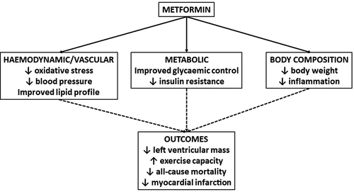 Figure 1. Summary of potential mechanisms of cardiovascular benefit caused by metformin. metformin has a number of potential mechanisms of cardiovascular benefit that include its effects on the vasculature, metabolism and body composition.