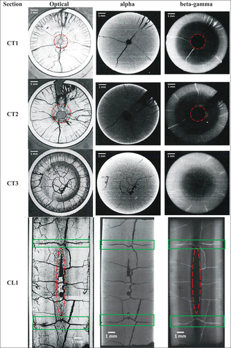 Fig. 11. Macrographs and alpha- and beta-gamma autoradiographs of the cross-sections CT1, CT2, CT3, and CL1. The molten fuel zone is indicated by red dashed lines. The zones in green show the pellet-pellet interface.