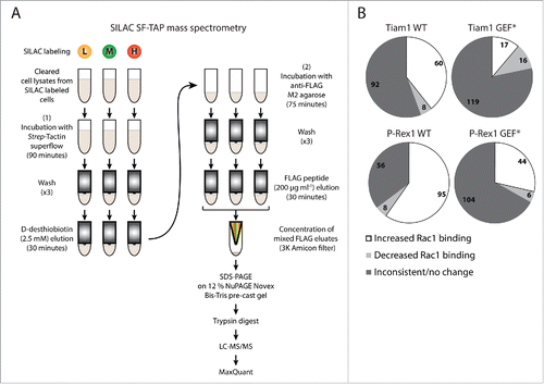 Figure 1. SILAC SF-TAP proteomic analysis. (A) Schematic representation of StrepII-FLAG Tandem Affinity Purification (SF-TAP) conducted on NIH3T3 cells transduced with the dual doxycycline (dox)-inducible co-expression system following labeling using Stable Isotope Labeling by Amino acids in Cell culture (SILAC). Three SILAC labeling media containing different lysine (K) and arginine (R) isotope combinations were utilised: L= Light K0+R0; M= Medium K4+R6; H= Heavy K8+R10. Eluates within each set were combined and concentrated. Concentrated mixed eluates were then separated by Sodium Dodecyl Sulfate Polyacrylamide Gel Electrophoresis (SDS-PAGE), digested with trypsin and analyzed by Liquid Chromatography-tandem Mass Spectrometry (LC-MS/MS). Finally, the produced data was processed using the MaxQuant software. (B) Pie chart classifying identified Rac1 binding partners from the SILAC SF-TAP screens into proteins exhibiting inconsistent/unchanged, decreased or increased Rac1 binding upon expression of the indicated GEFs. Numbers reflect proteins displaying indicated Rac1 binding pattern in ≥ 2 SILAC SF-TAP experiments.