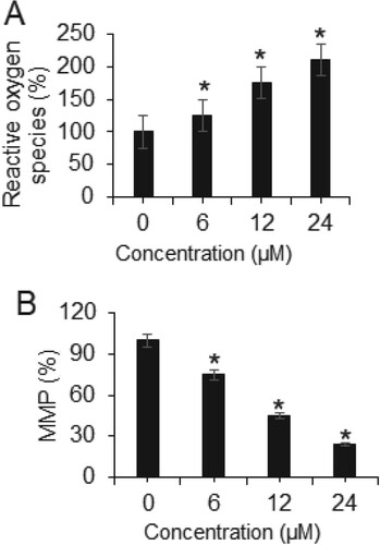 Figure 6. Heptazoline induces ROS in SCC-15 cells: (A) ROS and (B) MMP levels in heptazoline-treated SCC-15 cells. The experiments were done in triplicates (*P < 0.05).