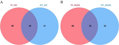 Figure 4. Venn diagram of TP and WT enrichment analysis differences. (A) Venn diagram of TP and WT DEGs GO enrichment analysis; (B) Venn diagram of KEGG enrichment analysis of TP and WT DEGs.