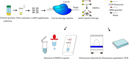 Figure 1 The nucleic acid detection platform based on CRISPR–Cas gene editing technology can be used either in laboratories equipped with complex instruments for large volume detection, or in the resource-constrained point of care environment for rapid detection by lateral flow immunochromatographic strip within about 1 hour.