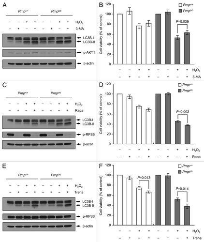 Figure 5. Effects of the autophagy inhibitor 3-MA and the autophagy inducers rapamycin (Rapa) and trehalose (Treha) on H2O2-induced cell death. (A–F) Prnp+/+ and Prnp0/0 cells were pretreated with or without 5 mM 3-MA, 10 nM Rapa or 100 mM Treha for 1 h (Rapa) or 3 h (3-MA and Treha) and with or without 500 μM H2O2 for 6 h. (A, C and E) Cell lysates were subjected to western blot analysis using an anti-LC3B, antibody in PathScan® Multiplex Western Cocktail I to detect phosphorylated AKT1 or RPS6 or anti-β-actin antibody. (B, D and F) Cell viability was determined using the WST-1 reagent assay. The data are represented as the percent viability normalized to mock-treated control groups (100%). The data are presented as the means ± SD of 3 independent experiments performed in triplicate.