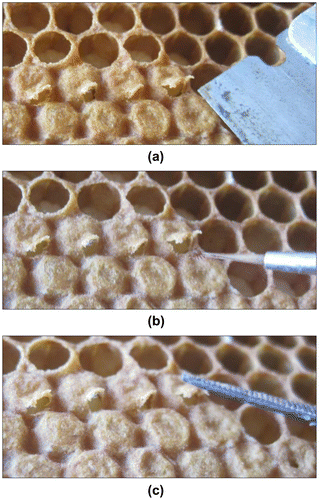Figure 2. Introducing mites in a honey bee brood cell by first (a) opening of the cells, (b) introducing a Varroa destructor mite, and (c) closing of the cells.