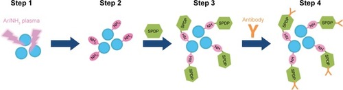 Figure 1 Schematic representation of Ar/NH3 plasma-treated MNBs and their binding to anti-virus antibody.Notes: Graphite-encapsulated MNBs were treated with ammonia plasma and modified with amino groups. SPDP was reacted with the amino group of modified MNBs (NH2-beads) at pH 7–8. Anti-rotavirus antibody or anti-dengue virus antibody was reduced using DTT, resulting in the breakage of S-S bonds and the generation of S-H groups. The S-H group of the antibody was then further reacted with SPDP-NH-MNBs. The resultant MNBs are termed antibody-integrated MNBs.Abbreviations: DTT, dithiothreitol; MNBs, magnetic nanobeads; SPDP, N-succinimidyl 3-(2-pyridyldithio)propionate.