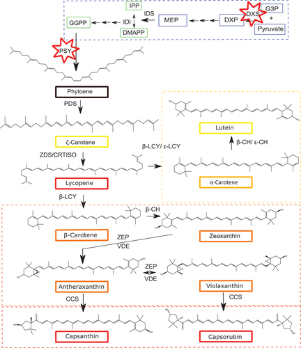 Figure 1. The carotenoid biosynthetic pathway in Capsicum, using isopentenyl pyrophosphate (IPP) from the Methyl Erythritol Pathway (MEP). The positions of DXS and PSY in Capsicum are indicated with red stars.