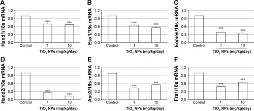 Figure 5 Effect of TiO2 NP treatment on placental gene expression.Notes: (A–F) Relative expression levels of Hand1 (A), Esx1 (B), Eomes (C), Hand2 (D), Ascl2 (E) and Fra1 mRNA (F) in mice placentas treated by control, 1 and 10 mg/kg/day TiO2 NPs on GD 13. mRNA levels were quantified using reverse transcription-quantitative polymerase chain reaction and normalized to 18S rRNA. Data are presented as means ± SEM of 6 animals. ***P<0.001 compared to control.Abbreviations: TiO2 NPs, titanium dioxide nanoparticles; GD, gestational day; SEM, standard error of mean.