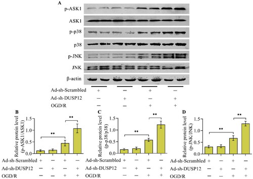 Figure 7. The effect of DUSP12 deficiency on ASK1-JNK/p38 MAPK under OGD/R conditions. (A-D) The levels of phosphorylated ASK1, JNK and p38 in Ad-sh-Scrambled- or Ad-sh-DUSP12-infected neurons with or without OGD/R were determined by Western blotting and their protein quantification was shown. n = 3. **p < 0.01. Statistical differences were determined using one-way ANOVA followed by Tukey’s post-hoc test.