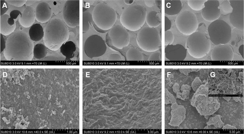 Figure 2 SEM images of (A, D) nHA/PA66, (B, E) SF-nHA/PA66, (C, F, G) 0.2 mg/mL CNT/SF-nHA/PA66.Notes: The average diameters of the scaffolds were ~500 µm. SF-nHA/PA66 scaffold showed a protein-like structure (E). In addition, the CNTs could be observed in the SEM images of the CNT/SF-nHA/PA66 scaffold (F and G). (A–C) Scale bar =500 µm, (D) scale bar =1 µm, (E–F) scale bar =5 µm, and (G) scale bar =1 µm.Abbreviations: CNT, carbon nanotube; nHA, nano-hydroxyapatite; PA66, polyamide 66; SEM, scanning electron microscopy; SF, silk fibroin.