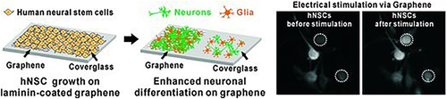 Figure 23 Schematic illustration of the GO modified substrate and its application of promoting the cell adhesion of hNSCs and enhancing the differentiation into neurons by GO.