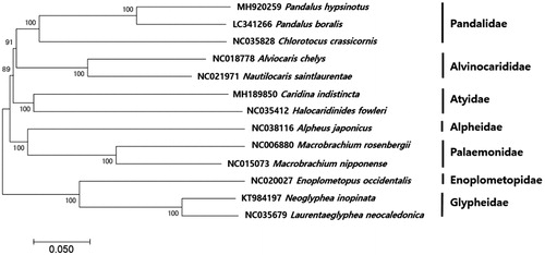 Figure 1. Phylogenetic tree of Pandalus hypsinotus within Suborder Pleocyemata. Phylogenetic tree of P. hypsinotus complete genome was constructed by MEGA7 software with Minimum Evolution (ME) algorithm with 1000 bootstrap replications. GenBank Accession numbers were shown followed by each scientific name. The sequence data for phylogenetic analyses used in this study were as follows: P. hypsinotus (MH920259), P. borealis (LC341266), Chlorotocus crassicornis (NC035828), Alpheus japonicus (NC038116), Macrobrachium rosenbergii (NC006880), Macrobrachium nipponense (NC015073), Nautilocaris sainlauentae (NC021971), Alvinocaris chelys (NC018778), Caridina indistinca (MH189850), Halocaridinides fowleri (NC035412), Laurentaeglyphea neocaledonic (NC035679), Enoplometopus occidentalis (NC020027), and Neoglyphea inopinata (KT984197).