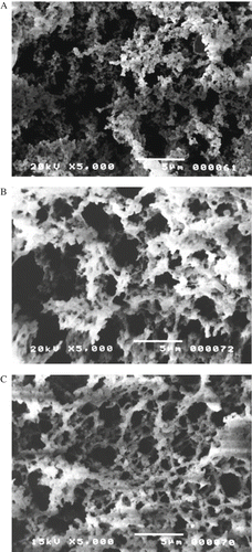 Figure 1 Microstructure of fresh yoghurt from: A: goat's milk; B: cow's milk; and C: sheep's milk (magnification 5000x).