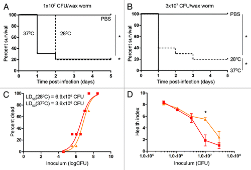 Figure 4. The effect of incubation temperature on GAS virulence. Wax worms were infected with a dose titration of M1 GAS then maintained at either 28 °C or 37 °C. (A) Kaplan-Meier survival curves of wax worms infected with 1 × 107 CFU M1 GAS/wax worm. *P < 0.05 (log-rank). (B) Kaplan-Meier survival curves of wax worms infected with 3 × 107 CFU M1 GAS/wax worm. *P < 0.05 (log-rank). (C) Nonlinear regression of wax worm death at day 1 post-infection at 28 °C (triangles) or 37 °C (squares). (D) Mean ± SEM day 1 health index scores of wax worms maintained at either 28 °C (triangles) or 37 °C (squares). *P < 0.05 (t-test).