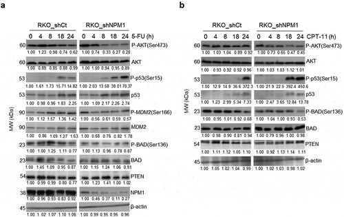 Figure 4. Downregulation of AKT survival signaling in NPM1 knockdown cells. Whole cell lysates from RKO_shCt and RKO_shNPM1 cells treated with (a) 10 μM 5-FU and (b) 15 μM CPT-11 were analyzed for the expression of proteins in the PI3K/AKT pathway by Western blotting (n = 3 independent experiments)