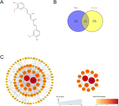 Figure 3 The network pharmacology analysis of curcumin in the treatment of PD. (A) The chemical structure of curcumin. (B) Venn diagram of overlapping genes associated with curcumin in PD.(C) PPI of potential targets of curcumin to treat PD. The top 15 key targets were shown as core PPI network. Nodes are potential targets for curcumin in the treatment of PD. The larger the node, the deeper the color, the greater the Degree. The line between two nodes represents the interaction. The thicker the edge, the higher the interaction between targets.