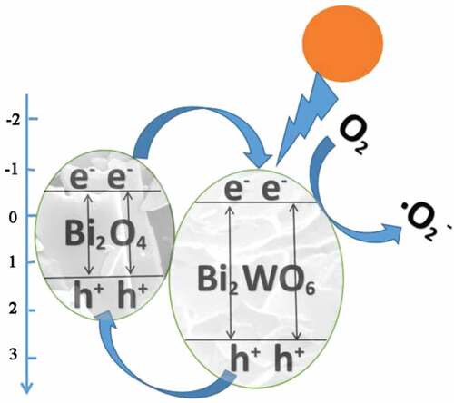 Figure 12. Schematic illustration of the mechanism for the high photocatalytic performance of Bi2O4/Bi2WO6 composite.