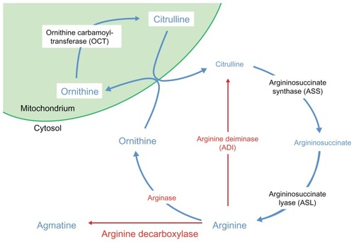 Figure 1 The urea cycle.