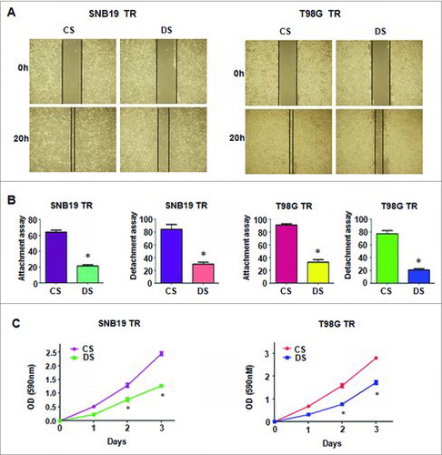 Figure 5. Depletion of CDC20 inhibited motility and enhanced TMZ sensitivity in TMZ-resistant cells. A. Wound healing assays were used to detect the motility in TMZ-resistant cells transfected with CDC20 shRNA B. Cell attachment and detachment assays were measured in TMZ-resistant cells transfected with CDC20 shRNA. * P<0.05 vs control. CS: control shRNA; DS: CDC20 shRNA. C. MTT assay was performed in TMZ-resistant cells treated with CDC20 shRNA. CS: control shRNA; DS: CDC20 shRNA. *, P<0.05 compared with control shRNA.