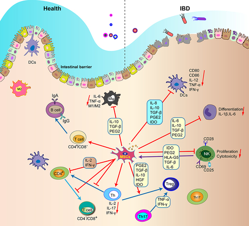 Figure 1 MSCs regulate the function of all immune cells in the intestinal tract.