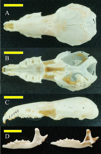 Figure 4. Sorex mirabilis skull. A: dorsal view, B: view of the upper teeth and palate. C: lateral left view of the unicuspids on the upper jaw, with numbers indicating the order of unicuspids. D: lateral and medial views of the mandibles. Horizontal bars = 5 mm.