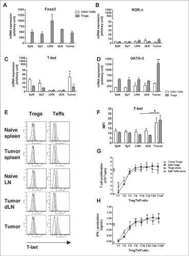 Figure 3. Functional analysis of tumor-infiltrating T-cells. Foxp3-GFP mice were injected on day 0 with 1 × 106 TC-1 cells, and the spleens, dLN and tumors were processed 25 days later to obtain cell suspensions. The spleens and lymph nodes from naive mice were used as controls. CD4+ Foxp3-GFP+ Tregs and Foxp3-GFP− Teffs were FACS sorted, and then total RNA was purified from the sorted cells and reverse-transcribed. The corresponding cDNA material was then subjected to quantitative PCR micro-arrays with primers specific to Foxp3 (A), RORγc (B), T-bet (C) and GATA-3 (D). The results represent the mRNA expression normalized to house-keeping genes and are expressed as the mean arbitrary units ± SD from 2 independent experiments in which cells from each organ were pooled from 5–6 mice per group. One-way ANOVA was performed separately for each subset to compare its gene expression in the different tissues. *p<0.05 was obtained for T-bet expression in both Tregs and Teffs (C) and **p<0.01 for GATA-3 expression in Tregs (D). (E-F) The cell suspensions were stained and analyzed by flow cytometry. The intracellular expression of T-bet in Tregs and Teffs is shown in E, while F shows the mean MFI ± SEM of cumulative data from 3 independent experiments (n = 5–6 mice per group). * p< 0.05 as determined by the Mann-Whitney test in F. (G-H) After AutoMacs CD90+ cell enrichment, CD4+ Foxp3-GFP+ Tregs and Foxp3-GFP− Teffs were FACS sorted, mixed together at different ratios, and cultured in anti-CD3-coated plates (5 µg/mL) for 72 hours. Cell proliferation was determined by [3H]-thymidine incorporation (G), and IFNγ was measured in culture supernatants (H). The results are expressed as the mean ± SEM from 2 independent experiments in which cells from 8 mice were pooled.