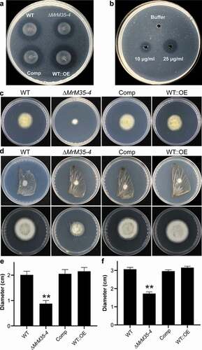 Figure 3. Comparative proteolytic and penetration assays between WT and mutant strains. (a) Casein degradation. Spore suspension (3 μl of 1 × 106 conidia ml−1 each spot) was inoculated on MM medium containing 1% casein for 3 days. (b) Caseinolytic assay with the purified protease. Different amounts of MrM35-4 were loaded in MM medium containing 1% casein for 4 h. (c) Cellophane membrane penetration assays. The phenotypes of the WT and mutants grown on the MM medium after the inoculated cellophane membranes were removed for 4 days. (d) Locust wing penetration assays. The locust hind wings lined on the MM medium were inoculated in the middle for 3 days (top panels) and then removed. The plates were kept for incubation for another 4 days (lower panels). (e, f) Comparative analysis of the colony diameter size after removing the cellophane membranes (e) or locust hind wings (f) for 4 days. The difference was compared between WT and individual mutant. **, P < 0.01