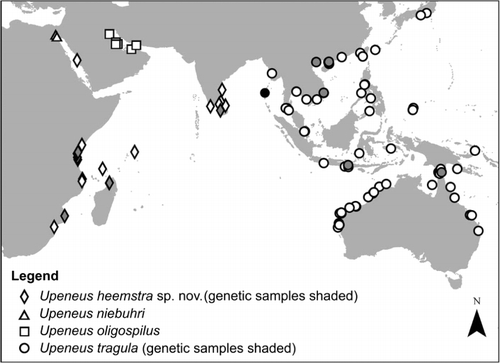 Figure 7. The distribution of the ‘dark-freckled’ Upeneus species complex (Upeneus heemstra sp. nov., U. niebuhri, U. oligospilus and U. tragula) through the Indo-West Pacific, as determined from the collection localities of the specimens included in the present study. Grey-filled symbols indicate those localities from which samples were included in the genetic study. The single solid symbol represents the unvouchered photograph of U. tragula from the Andaman Islands shown in Figure 4e.