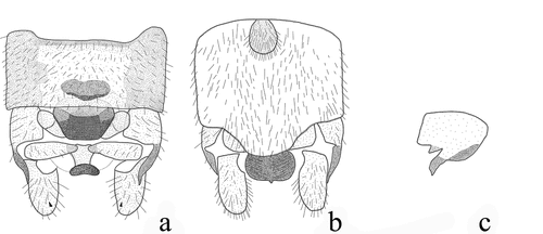 Figure 5. Rhopalopsole nanlinga Yang & Du, sp. nov. (a) Male terminalia, dorsal view; (b) Male terminalia, ventral view; (c) Lateral processes of tergum 10.