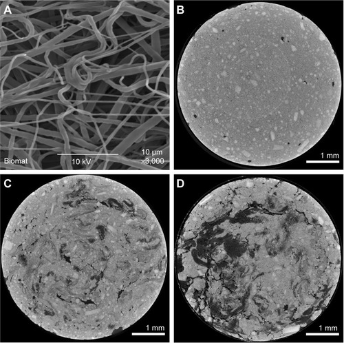 Figure 2 Morphology observation of ultrafine PCL fibers and UFICPC composites.Notes: (A) SEM micrographs of electrospun ultrafine fibers, which were prepared from 12% (w/v) PCL solutions and collected by water pool with a nano to micro fibrous structure. Micro-CT cross-sectional images of sample UFICPC0 (B), UFICPC3 (C), and UFICPC7 (D). Black colored area was distinguished as small air bubbles or small pores in the CPC by micro-CT machine. Fiber-like morphologies in the UFICPC3 and UFICPC7 cement could be clearly recognized as dark gray – black elongated structures. Irregular-shaped black colored area indicates cracks between fibers and cement.Abbreviations: CPC, calcium phosphate cement; CT, computed tomography; PCL, poly(ε-caprolactone); SEM, scanning electron microscope; UFICPC, ultrafine fiber-incorporated CPC.