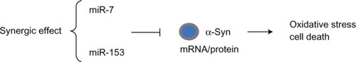 Figure 3 MicroRNA (miR-7 and miR-153) regulation of SNCA in PD.