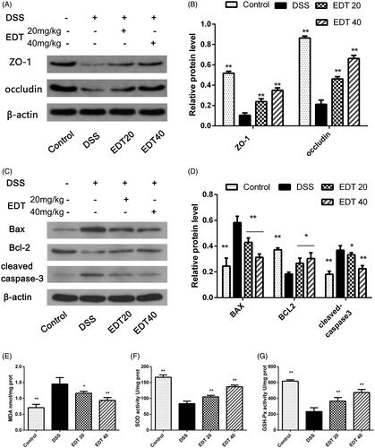 Figure 4. EDT protects against barrier disruption and improves oxidative stress in the colon. (A-B) Levels of the TJ proteins ZO-1 and occludin were assessed using Western blot analyses. (C-D) Levels of Bax, cleaved caspase 3, and Bcl-2 were measured using Western blot analyses. (E) The MDA content, (F) SOD activity, (G) GSH-Px activity were determined in colon tissues. All data are presented as means ± S.D. (n = 6). DSS:: dextran sulphate sodium; EDT: eriodictyol; *p < 0.05, **p < 0.01 compared with the DSS model group.