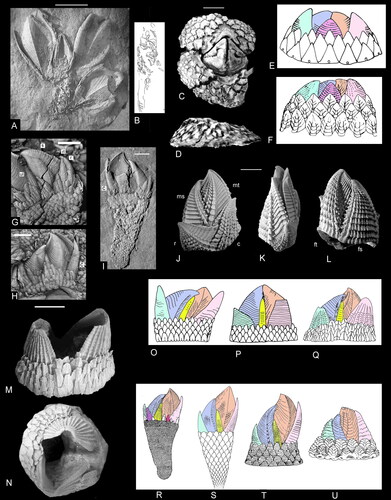 Figure 2. Comparative morphology of cirripedes. A, B, S, Pedupycnolepas articulata (Collins, Citation1980); A, cast of group of three specimens; B, reconstruction of peduncle; S, reconstruction. C, D, balanomorph Catophragmus pilsbryi Broch, Citation1922, in apical (C) and lateral (D) views. E, brachylepadid Parabrachylepas ifoensis (Withers, Citation1935), reconstruction in lateral view. F, brachylepadid Epibrachylepas newmani Gale, Citation2014b, reconstruction in lateral view. G–I, R, Etcheslepas durotrigensis Gale, Citation2014a, lateral views of articulated individuals (G–I); R, reconstruction. Note peduncle and presence of numerous lateral plates. J–L, verrucid Gibbosaverruca sp., note loss of peduncle and six-plated shell with strong asymmetrical differentiation of fixed and moveable scuta and terga (see also Fig. 3I–L). M, N, Q, shell of Brachylepas naissanti (Hébert, Citation1855) in lateral (M) and apical (N) views; Q, reconstruction, lateral view. Note large, hemiconical rostrum and carina and whorls of surrounding imbricating plates. O, Fallaxlepas fallax (Darwin, Citation1851a). P, Brachylepas guascoi (Bosquet, Citation1854). T, Pycnolepas rigida (J. de C. Sowerby, Citation1836), reconstruction in lateral view. U, Eoverruca hewitti Withers, Citation1935, reconstruction in lateral view. A, B, Aptian, Antarctic Peninsula; C, D, Recent, Panama; E, F, P, based on material from Campanian of Ivö Klack, Sweden; G–I, R, Tithonian, Kimmeridge Clay, Dorset, UK; J–L, Recent, Indian Ocean off Madagascar; M, N, O, upper Campanian, Norwich, Norfolk, UK; O, based on material from Maastrichtian, Rügen, Germany; T, based on material from Upper Albian, UK; U, based on material from Santonian, Suffolk, UK. Reconstructions (E, F, O–U not to scale. Colour key as in Figure 1. Abbreviations: c, carina; r, rostrum; rl, rostrolatus; s, scutum; ul, upper latus. Scale bars equal 5mm.