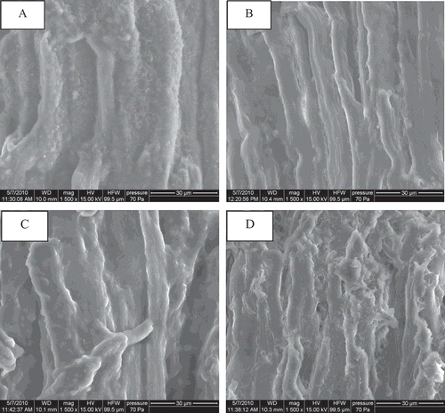 FIGURE 3 Scanning electron micrographs of goose breast by different pressure (1500 ×; (a) control, (b) 200 Mpa, (c) 300 Mpa, and (d) 400 MPa)