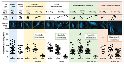 Figure 5. Spatial distribution of filament elasticity determine the migratory mode of the cell. Summary of migratory mode, migratory track, morphology, and spatial distribution of filament elasticity of kidney epithelial cell (Kidney Epith), kidney fibroblast (Kidney Fibro), NIH-3T3 embryonic fibroblast, U2OS osteosarcoma cell, normal and breast cancer cell, and normal fibroblast (Norm Fib) and keloid fibroblast (Keloid Fib). Migratory track images are illustrations of migratory distance and pattern recorded over 12 hours using time-lapse cell tracing software. The morphology images are AFM-scanned images. Spatial distribution of filament elasticity of each cell type is displayed by the dot plot. Mig. Mode: Migratory mode. Non-Mig: non migratory. Dir-Mig: Directional migration. Non-Dir Mig: Non-directional migration. Data from at least 10 cells were collected in each group.