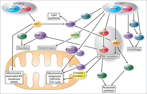 Figure 1. mTOR coordinates protein synthesis, mitochondrial energy production, lipid and nucleotide synthesis and autophagy to fuel cell growth and proliferation. Proliferating cells have heightened requirement of building blocks (nucleotides, lipids and proteins) and energy as compared to quiescent cells. mTOR complex 1 (mTORC1) stimulates mitochondrial functions and biogenesis through the 4E-BP-mediated control of translation of nuclear-encoded mitochondrial mRNAs such as TFAM, mitochondrial ribosomal proteins and components of complex I and V. In addition, mTORC1 regulates mitochondrial function by modulating transcription of mitochondrial nuclear-encoded genes via Yin Yang 1 (YY1) and peroxisome proliferator-activated receptor-gamma coactivator 1 α (PGC-1α). Finally, mTORC1 modulates glycolysis through the 4E-BP1-dependent translational activation of the hypoxia-inducible factor 1 α (HIF1α) and glutaminolysis by inhibiting SIRT4. mTORC1 increases nucleotide synthesis through S6K dependent phosphorylation of carbamoyl-phosphate synthetase 2, aspartate transcarbamylase, dihydroorotase (CAD) and induction of translation of phosphoribosyl-pyrophosphate synthetase 2 (PRPS2) mRNA mTORC1 also stimulates lipid synthesis by activating sterol regulatory element-binding proteins (SREBPs) via LIPIN1 and suppresses autophagy by inhibiting ULK1 (directly or via ATG13), and impeding nuclear translocation of transcription factor EB (TFEB). In contrast to mTORC1, following recruitment to the mitochondria-associated ER membrane (MAM) mTOR complex 2 (mTORC2) suppresses mitochondrial ATP production, membrane potential, and calcium uptake by phosphorylating MAM resident proteins. mTORC2 also regulates lipid metabolism by activating Akt and SREBP1c and stimulates glycolysis though the activity of Akt-stimulated glucokinase (GK). Arrows depict activation, and T-bars inhibition.