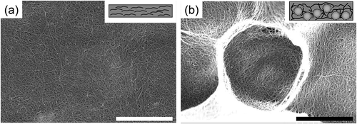 Figure 1. SEM images of (a) SWCNT sheet without PS and (b) SWCNT sheet after the removal of PS particles having a diameter of 3 μm. Scale bar; 2 μm