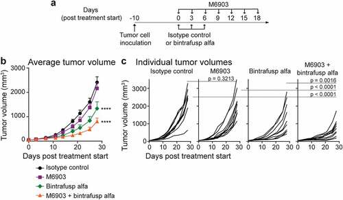 Figure 4. Combination of M6903 with bintrafusp alfa inhibits MC38 tumor growth in hu-TIM-3 KI mice. a-c). Hu-TIM-3 KI mice were inoculated with MC38 (5 x 105 cells) subcutaneously (s.c.) in the flank (day -10) and when average tumor volume reached approximately 50 mm3 (day 0), treated (n = 10 mice/group) with isotype control (20 mg/kg i.v.; day 0, 3, 6), M6903 (10 mg/kg i.p.; day 0, 3, 6, 9, 12, 15, 18), bintrafusp alfa (24 mg/kg i.v.; day 0, 3, 6) or M6903 + bintrafusp alfa. a) Schematic showing the schedule for treatment administrations. Tumor volumes were measured twice weekly and presented as (b) mean ± standard error of the mean (SEM) or (c) individual tumor volumes. P-values were calculated by two-way repeated measures ANOVA with Tukey’s posttest. ****p ≤ 0.0001 denotes significant differences relative isotype control