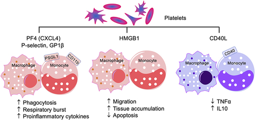 Figure 5 Platelet–monocyte/macrophage interactions. PF4, also known as CXCL3, P-selectin, and GPIβ interact with PSGL1 and CD11b receptor–positive monocytes/macrophages to signal proinflammatory activation, while platelet expression and release of HMGB1 signals monocyte/macrophage migration to tissue and cell apoptosis. Conversely, CD40L interacts with CD40 to drive the anti-inflammatory, immunomodulatory monocyte/macrophage response by suppressing proinflammatory cytokine TNFα and increasing anti-inflammatory IL10.