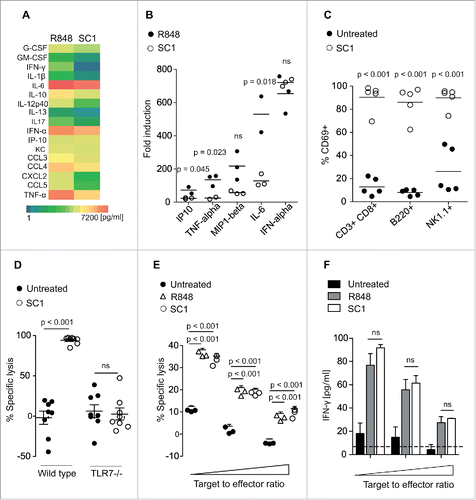 Figure 2. In vivo cytokine profile and immune cell activation after SC1 administration. (A) Mice (n = 4 per group) were injected s.c. with 2 mg/kg R848 or 2.6 mg/kg SC1. Cytokines in blood plasma were measured by ELISA before injection (0), 1, 2, 3 and 8 h after injection. Peak cytokine plasma levels are shown. (B) Mice (n = 3 per group) were injected s.c. with 2 mg/kg R848 or 10 mg/kg SC1. Plasma cytokine levels were analyzed 1, 2 or 3 h after injection by ELISA. Fold induction at the time point of peak cytokine levels is depicted. (C) Mice were injected with 10 mg/kg SC1 s. c. CD69 expression on splenic immune cells was measured by flow cytometry after 6 h and compared to expression in untreated animals. Pooled data from two independent experiments is shown and is representative of a total of five independent experiments. (D) Mice treated s. c. with 10 mg/kg SC1 or vehicle were injected with a 1:1 ratio of wild-type and β2-microglobulin-deficient splenocytes labeled with 0.1 or 1 µM of Cell Dye eFluor450. After 12 h, the ratio of labeled cells in the spleen was determined by flow cytometry. Specific lysis was calculated as follows: specific lysis (%) = 100 − [100 × (β2-microglobulin/wild-type) treated/(β2-microglobulin/wild-type) untreated]. Results of three independent experiments are shown. (E, F) Mice were treated s. c. with 10 mg/kg SC1 or 2 mg/kg R848. 12 h after treatment, NK cells were isolated from spleen and cultured with 2 × 104 B16F10 target cells at target to effector cell ratios of 1 to 1.25, 1 to 5 and 1 to 10. Cytotoxicity was assessed by LDH release assay after 4.5 h of coculture. One representative experiment of two independent experiments is shown (E). IFNγ levels in coculture supernatants were determined by cytokine ELISA (F). Statistical significance was analyzed by two-tailed unpaired Student's t test. p values < 0.05 were considered significant. Error bars indicate SEM.