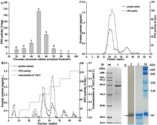 Figure 1. Purification and profiles of PPO from Penaeus vannamei. (A) Ammonium sulphate precipitation. (B) DEAE-Sepharose fast flow anion exchange chromatography. (C) Gel filtration chromatography on Sephadex G-100. (D) SDS–PAGE, M: Standard protein markers; lane 1: Puriﬁed PPO. (E) Native-PAGE, M: Native-markers; lane 1: Puriﬁed PPO stained with Coomassie brilliant R-250; lane 2: Puriﬁed PPO actively stained with L-DOPA.
