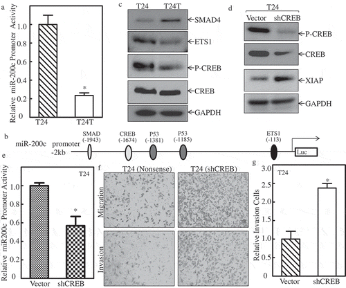 Figure 4. p-CREBcontributes tomiR-200ctranscription and inhibits XIAP expression and cancer cell invasion of bladder cancer cells.(a) T24 and T24T cells were co-transfected withmiR-200c promoter-driven luciferase reporter and pRL-TK. Twenty-four hours after transfection, the cells were extracted and luciferase activity was determined. The results are presented as miR-200c promoter activity relative to T24 cells with normalized by internal TK activity. An asterisk (*) indicates a significant difference between the paired cells (P < 0.05). The bars are mean ± SD from three independent experiments. (b) Potential transcription factors binding site in miR-200c promoter region. (c) WB applied to detect the transcription factors, CREB, SMAD4, and ETS1 expression between T24 and T24T cells. GAPDH was used as internal control. (d) XIAP expression level was evaluated using Western Blot after knockdown of CREB in T24 cells. (e) miR-200c expression level was evaluated using real time-PCR after knockdown of CREB in T24 cells. (f) T24 (nonsense) and T24 (shCREB) cells were seeded to control or Matrigel inserts for transwell invasion assay following the manufacturer’s instructions. The images were captured using an inverted microscope. (g) The invasion rate was normalized with the insert control according to the manufacturer’s instruction. An asterisk (*) indicates a significant difference between T24/Nonsense and T24/shCREB cells (p < 0.05). The values shown are mean ± SD from three independent experiments.