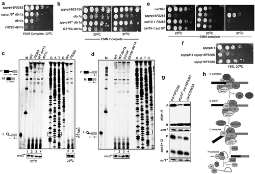 Figure 4. SpPrp16 facilitates first step splicing catalysis. (a and b) Genetic interaction of spprp16F528S and spprp16G515A with dbr1Δ. Comparative growth profile of double mutants with respective single mutants at the indicated temperatures. (c) Primer extensions to estimate the levels of pre-mRNA, mRNA and lariat-exon2 species from tfIId+I1 splicing in spprp16F528S and appropriate control strains grown at 30°C and 23°C. The schematic to the left marks the expected position of extension products from pre-mRNA (P), mRNA (M) and lariat exon-2 (L) species. RNA from WT (leu1:spprp16+), F528S (leu1:spprp16F528S), WTdbr1 (leu1:spprp16+ dbr1Δ) and dbr1Δ strains grown at 30°C were used in lanes 1 to 4. For lanes 5 and 6, RNA from WT and F528S cultures grown at 23°C was the input. The DNA sequencing ladder (lanes GATC) was prepared using the tfIId exon2 RP on pDBlet tfIId E1-I1-E2 plasmid as the template. ATTAG is the reverse complement of BS sequence and asterisk marks the position for invariant branch residue A. Lane M indicates DNA size markers in the range of 100–1000 nts. (d) Primer extension reactions to assess tfIId+intron1 splicing in the spprp16G515A dbr1Δ double mutant grown at 37°C as compared to the single mutant and wild-type control strains. RNA from WT (leu1:spprp16+), WT dbr1Δ (leu1:prp16+ dbr1Δ), G515A (leu1:spprp16G515A) and G515A dbr1Δ (leu1:spprp16G515A dbr1Δ) were assessed in lanes 1 to 4. (E and F) Genetic interaction of spprp16F528S with splicing factor mutants cwf10-1 (e) and spprp8-1 (f). Growth of respective double mutants was compared with single mutant strains at the indicated temperatures. Ten-fold serial dilutions of each culture from an initial inoculum grown to equal OD595 were spotted. (g) Semi-quantitative RT-PCR assessment of tfIId+I1 and tim13+I2 splicing in spprp16F528S cells that overexpress spprp22+. (h) The proposed juncture of SpPrp16 function in the splicing pathway based on the genetic interaction of spprp16F528S with other splicing factor mutants.