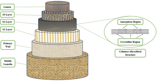 Figure 1. Hierarchical structure of plant cell wall and cellulosic structure (Fornari et al. Citation2022; Strauss et al. Citation2023).